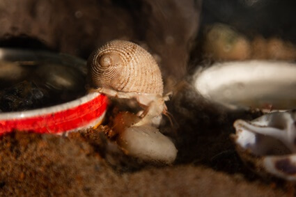 how to keep a pet hermit crab