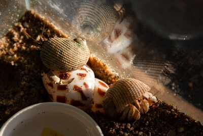 how to take care of pet hermit crabs