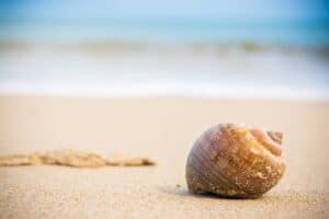 Where Do Hermit Crabs Get Their Shells?