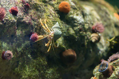 can hermit crabs and fish live together?
