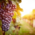 can hermit crabs eat grapes?