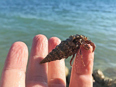 can hermit crabs recognize their owners?