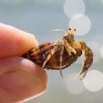 can hermit crabs regenerate eyes?