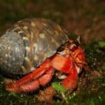 can hermit crabs survive on land?