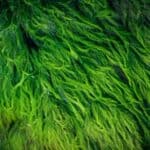 do hermit crabs eat hair algae?