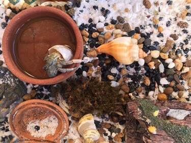 do hermit crabs need water bowls?