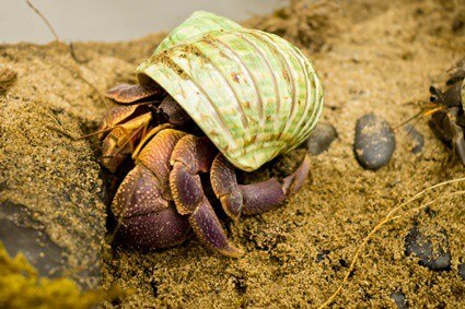 good names for your hermit crab