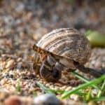hermit crab facts and information