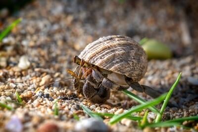 hermit crab facts and information