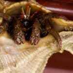 hermit crab feelers