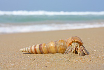 What Do Hermit Crabs Eat? Safe (And Unsafe) Foods for Hermit Crabs!