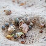 hermit crabs aggressive towards each other