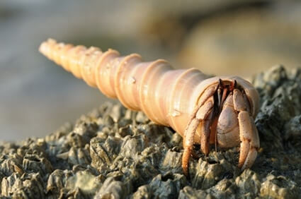 how big is a hermit crab's brain?