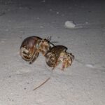how do you breed hermit crabs?