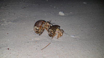 how do you breed hermit crabs?