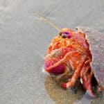 how does a hermit crab move?