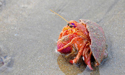 how does a hermit crab move?
