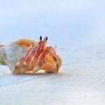 how long can a hermit crab live without water?