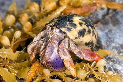 how to get a hermit crab out of its shell without killing it