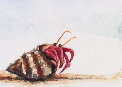 how to tell if a hermit crab is stuck in its shell