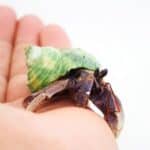 how to treat mites on hermit crabs