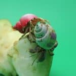 introducing hermit crabs to new ones
