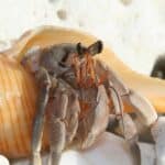 name suggestions for hermit crabs