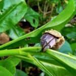plants for hermit crab habitat