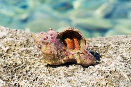 what color is a healthy hermit crab?