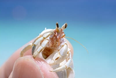 what color should a hermit crab be?