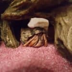 why do hermit crabs sleep so much?