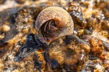 Are Hermit Crabs Decomposers?