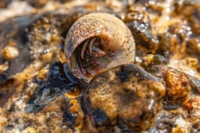 Are Hermit Crabs Decomposers?