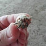 are hermit crabs harmful to humans?