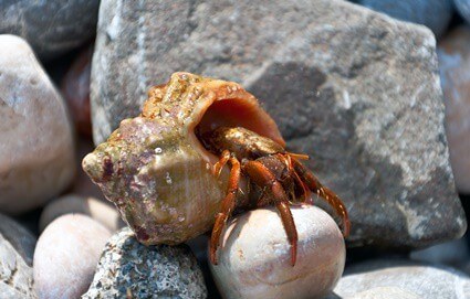 are hermit crabs scavengers?