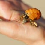 can hermit crabs be held?