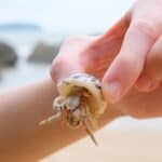 can you release hermit crabs into the wild?