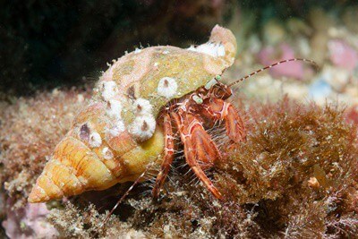 do hermit crabs have ears?