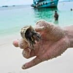 do hermit crabs leave their shell to die?
