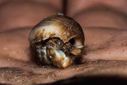 how to get a dead hermit crab out of its shell