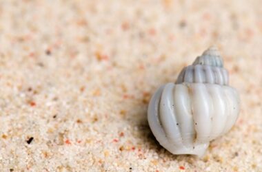 how to wash hermit crab shells