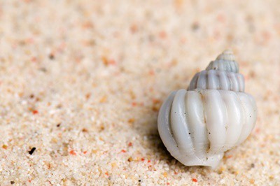 how to wash hermit crab shells