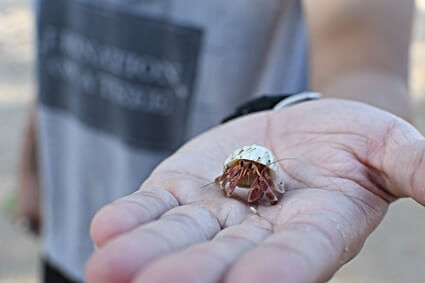 what kind of diseases do hermit crabs carry?