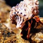 where can you find hermit crabs?
