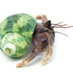 Can A Hermit Crab Survive A Fall?