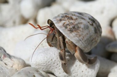 can hermit crabs climb out tank?