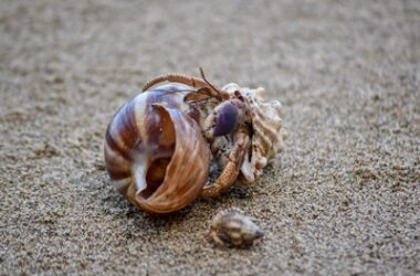 can snails live with hermit crabs?