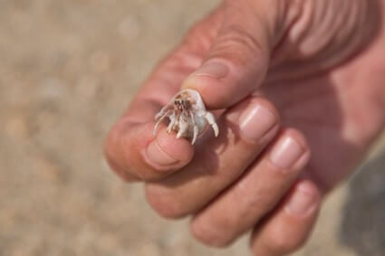 hermit crab scared of me