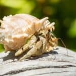 how to tame a hermit crab
