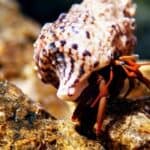 what do hermit crabs climb on?